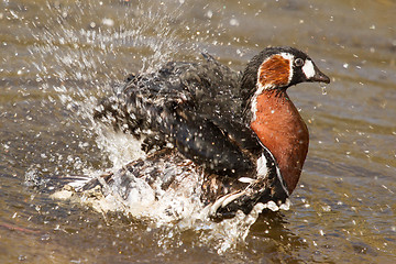 Image showing Red-breasted Goose washing