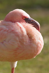 Image showing A pink small Flamingo