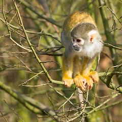 Image showing One apes in a tree