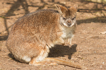 Image showing A parma wallaby