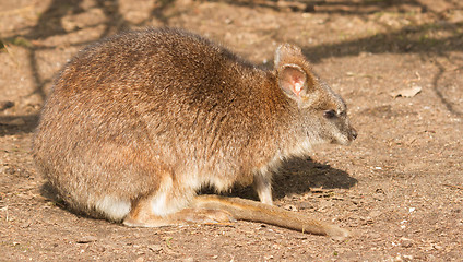 Image showing A parma wallaby