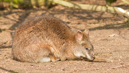 Image showing A parma wallaby