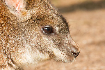 Image showing A parma wallaby