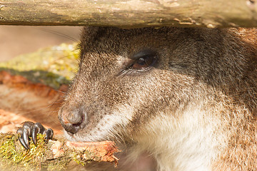 Image showing An eating  parma wallaby