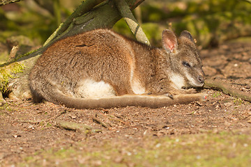 Image showing A sleeping parma wallaby