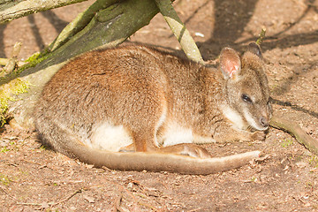 Image showing A sleeping parma wallaby