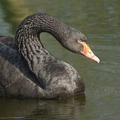 Image showing A black swan is swimming