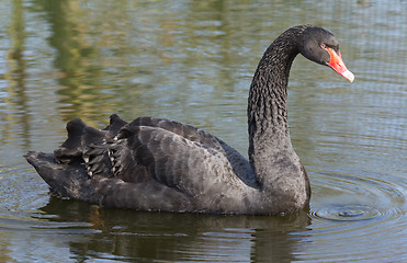 Image showing A black swan is swimming