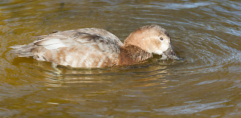 Image showing A duck is drinking