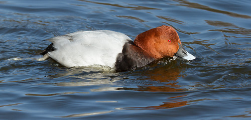 Image showing Common Pochard drinking