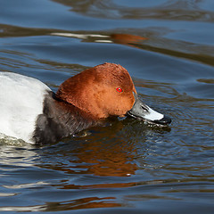 Image showing Common Pochard drinking