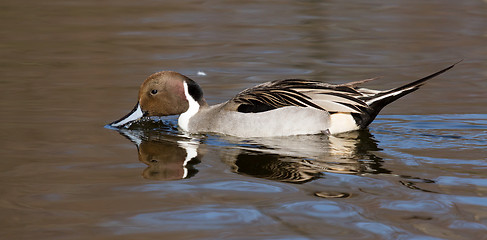 Image showing Northern pintail drake swimming