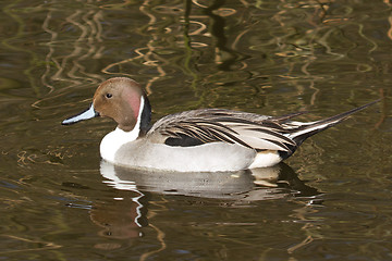 Image showing Northern pintail drake swimming