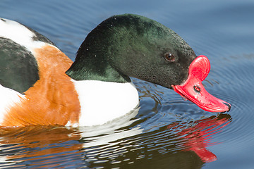 Image showing Common Shelduck swimming