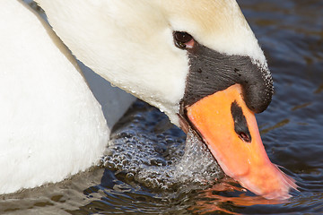 Image showing Close-up of an eating swan