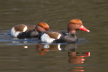 Image showing Couple of Red-crested Pochards