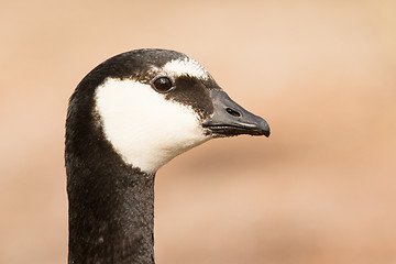 Image showing Close-up of a barnacle goose
