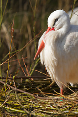 Image showing A stork on a nest