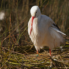 Image showing A stork on a nest