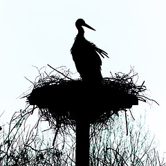 Image showing A stork on a nest