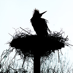 Image showing A stork on a nest