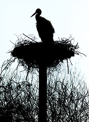 Image showing A stork on a nest