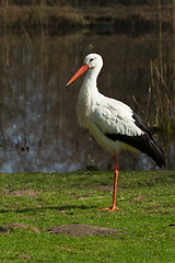 Image showing A stork in its natural habitat