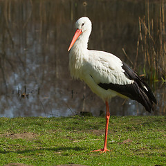 Image showing A stork in its natural habitat