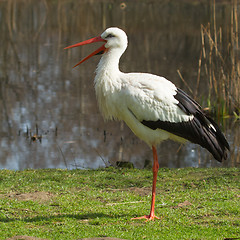 Image showing A stork in its natural habitat