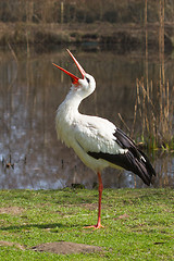 Image showing A stork in its natural habitat