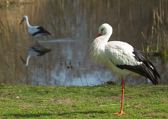 Image showing A stork in its natural habitat