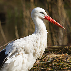 Image showing Close-up of a stork