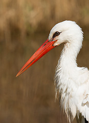 Image showing Close-up of a stork