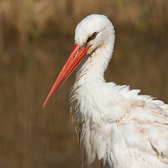 Image showing Close-up of a stork