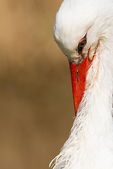 Image showing Close-up of a stork