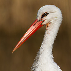 Image showing Close-up of a stork