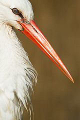 Image showing Close-up of a stork