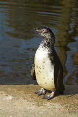 Image showing A Humboldt penguin