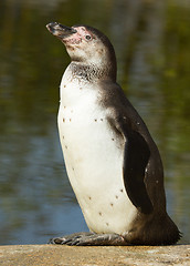 Image showing A Humboldt penguin