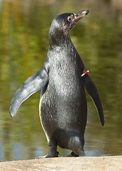 Image showing A Humboldt penguin