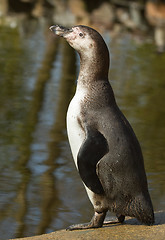 Image showing A Humboldt penguin