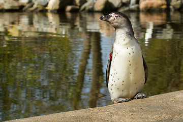 Image showing A Humboldt penguin