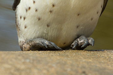 Image showing The feet of a Humboldt penguin