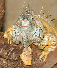 Image showing A green iguana