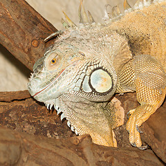 Image showing A green iguana