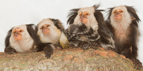 Image showing Four Geoffroy's Tufted-eared Marmosets