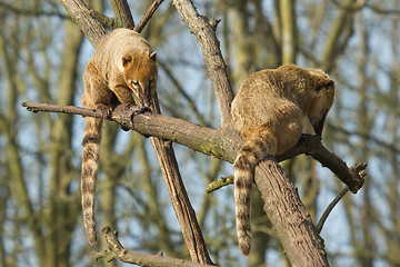 Image showing Two eating coatimundis