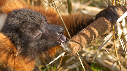 Image showing An eating crown maki