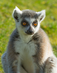 Image showing Ring-tailed lemur (Lemur catta) 