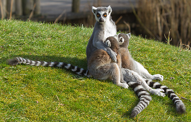 Image showing Ring-tailed lemur (Lemur catta) 